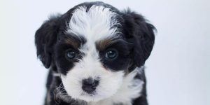 puppy with black and white fur